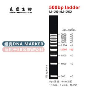 500bp Ladder DNA Marker  M1251/M1252